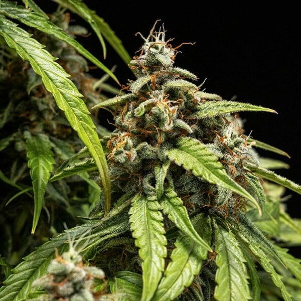Samen 3x Orion F1 Automatik Royalqueenseeds